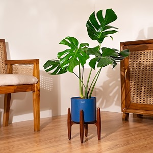 kyari monstera deliciosa live indoor plant with blue self watering metal pot without stand- large 8 inch