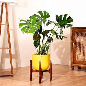kyari monstera deliciosa live indoor plant with yellow self watering metal pot 10 inch - large monstera floor plant for home living room office - tropical air purifying plant