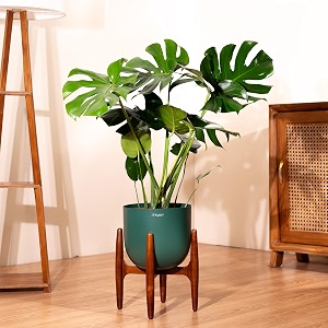 kyari monstera deliciosa live indoor plant with green self watering metal pot 10 inch - large monstera floor plant for home living room office - tropical air purifying plant