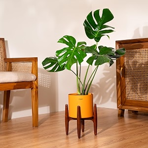 kyari monstera deliciosa live indoor plant with orange self watering metal pot without stand- large 8 inch