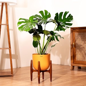 kyari monstera deliciosa live indoor plant with orange self watering metal pot 10 inch - large monstera floor plant for home living room office - tropical air purifying plant