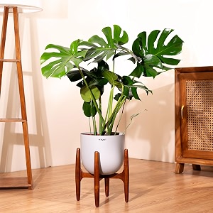 kyari monstera deliciosa live indoor plant with grey self watering metal pot 10 inch - large monstera floor plant for home living room office - tropical air purifying plant