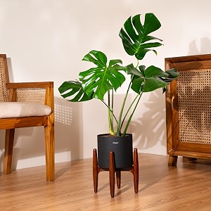 kyari monstera deliciosa live indoor plant with black self watering metal pot without stand- large 8 inch