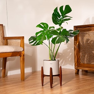 kyari monstera deliciosa live indoor plant with cream self watering metal pot without stand- large 8 inch