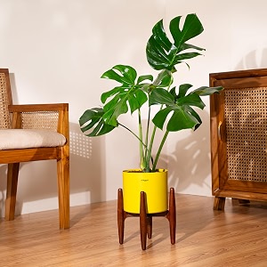 kyari monstera deliciosa live indoor plant with yellow self watering metal pot without stand- large 8 inch