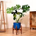 Kyari Monstera Deliciosa Live Indoor Plant with Blue Self Watering Metal Pot 10 Inch - Large Monstera Floor Plant for Home, Living Room, Office - Tropical Air Purifying Plant