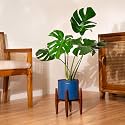 Kyari Monstera Deliciosa Live Indoor Plant with Blue Self Watering Metal Pot without Stand- Large 8 Inch