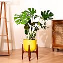 Kyari Monstera Deliciosa Live Indoor Plant with Yellow Self Watering Metal Pot 10 Inch - Large Monstera Floor Plant for Home, Living Room, Office - Tropical Air Purifying Plant