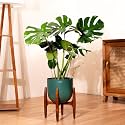 Kyari Monstera Deliciosa Live Indoor Plant with Green Self Watering Metal Pot 10 Inch - Large Monstera Floor Plant for Home, Living Room, Office - Tropical Air Purifying Plant