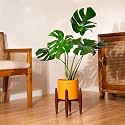 Kyari Monstera Deliciosa Live Indoor Plant with Orange Self Watering Metal Pot without Stand- Large 8 Inch