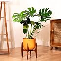 Kyari Monstera Deliciosa Live Indoor Plant with Orange Self Watering Metal Pot 10 Inch - Large Monstera Floor Plant for Home, Living Room, Office - Tropical Air Purifying Plant