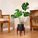 Kyari Monstera Deliciosa Live Indoor Plant with Black Self Watering Metal Pot without Stand- Large 8 Inch