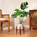 Kyari Monstera Deliciosa Live Indoor Plant with Cream Self Watering Metal Pot without Stand- Large 8 Inch