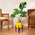Kyari Monstera Deliciosa Live Indoor Plant with Yellow Self Watering Metal Pot without Stand- Large 8 Inch