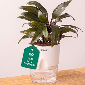 kyari oyster air purifier plant with white self watering pot - small 4 inch