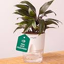 Kyari Oyster Air Purifier Plant with White Self Watering Pot - Small 4 Inch