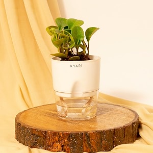 kyari peperomia green indoor plants for living room  live plants  plants with white pot for home  air purifier plants  plants for home decor