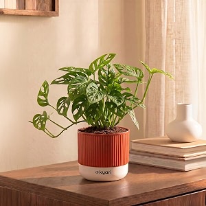 kyari philodendron broken heart plant live indoor plant with red brick self watering pot 4 inch - broken heart plant with pot for home living room desk - tropical air purifying