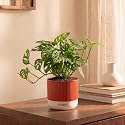 Kyari Philodendron Broken Heart Plant Live Indoor Plant with Red Brick Self Watering Pot 4 Inch - Broken Heart Plant with Pot for Home, Living Room, Desk - Tropical Air Purifying