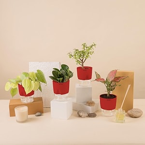kyari a pink valentine-jade-golden money-peperomia green combo of 4 indoor plants for living room  live plants  plants with red pot for home air purifier plants  plants for home decor amp garden
