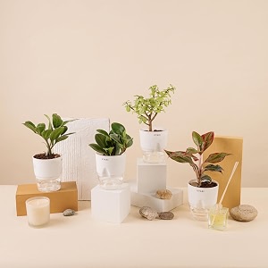 kyari a lipstick-peperomia green-zamia green zz-jade combo of 4 indoor plants for living room  live plants  plants with white pot for home air purifier plants  plants for home decor amp garden