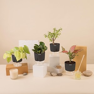 kyari a pink valentine-jade-golden money-peperomia green combo of 4 indoor plants for living room  live plants  plants with grey pot for home air purifier plants  plants for home decor amp garden