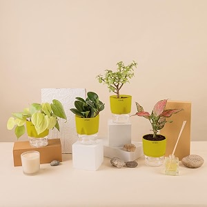 kyari a pink valentine-jade-golden money-peperomia green combo of 4 indoor plants for living room  live plants  plants with green pot for home air purifier plants  plants for home decor amp garden