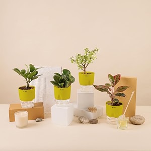 kyari a lipstick-peperomia green-zamia green zz-jade combo of 4 indoor plants for living room  live plants  plants with green pot for home air purifier plants  plants for home decor amp garden