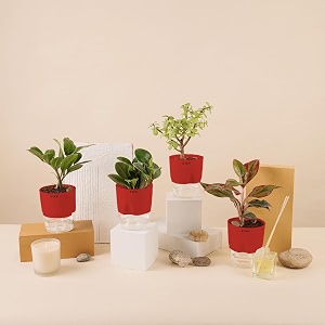 kyari a lipstick-peperomia green-zamia green zz-jade combo of 4 indoor plants for living room  live plants  plants with red pot for home air purifier plants  plants for home decor amp garden