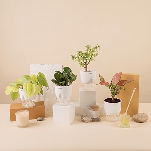 kyari a pink valentine-jade-golden money-peperomia green combo of 4 indoor plants for living room  live plants  plants with white pot for home air purifier plants  plants for home decor amp garden