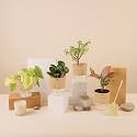 KYARI A Pink Valentine-Jade-Golden Money-Peperomia Green Combo of 4 Indoor Plants for Living Room | Live Plants | Plants with Cream Pot for Home Air purifier plants | Plants for Home Decor &amp; Garden