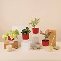 KYARI A Pink Valentine-Jade-Golden Money-Peperomia Green Combo of 4 Indoor Plants for Living Room | Live Plants | Plants with Red Pot for Home Air purifier plants | Plants for Home Decor &amp; Garden