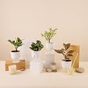 KYARI A Lipstick-Peperomia Green-Zamia Green (ZZ)-Jade Combo of 4 Indoor Plants for Living Room | Live Plants | Plants with White Pot for Home Air purifier plants | Plants for Home Decor &amp; Garden