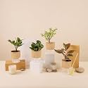 KYARI A Lipstick-Peperomia Green-Zamia Green (ZZ)-Jade Combo of 4 Indoor Plants for Living Room | Live Plants | Plants with Cream Pot for Home Air purifier plants | Plants for Home Decor &amp; Garden