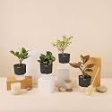 KYARI A Lipstick-Peperomia Green-Zamia Green (ZZ)-Jade Combo of 4 Indoor Plants for Living Room | Live Plants | Plants with Grey Pot for Home Air purifier plants | Plants for Home Decor &amp; Garden