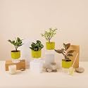 KYARI A Lipstick-Peperomia Green-Zamia Green (ZZ)-Jade Combo of 4 Indoor Plants for Living Room | Live Plants | Plants with Green Pot for Home Air purifier plants | Plants for Home Decor &amp; Garden
