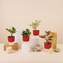 KYARI A Lipstick-Peperomia Green-Zamia Green (ZZ)-Jade Combo of 4 Indoor Plants for Living Room | Live Plants | Plants with Red Pot for Home Air purifier plants | Plants for Home Decor &amp; Garden
