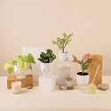 KYARI A Pink Valentine-Jade-Golden Money-Peperomia Green Combo of 4 Indoor Plants for Living Room | Live Plants | Plants with White Pot for Home Air purifier plants | Plants for Home Decor &amp; Garden