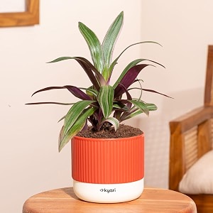 kyari rhoeo tricolour plant with red brick self watering pot - mylo pot