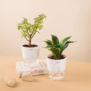 kyari sansevieria golden hahnii snake-jade combo of 2 indoor plants for living room  live plants  plants with white pot for home air purifier plants  plants for home decor  plants for garden
