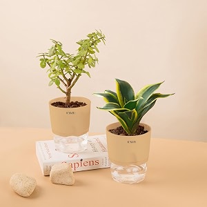 kyari sansevieria golden hahnii snake-jade combo of 2 indoor plants for living room  live plants  plants with cream pot for home air purifier plants  plants for home decor  plants for garden