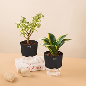 kyari sansevieria golden hahnii snake-jade combo of 2 indoor plants for living room  live plants  plants with black pot for home air purifier plants  plants for home decor  plants for garden