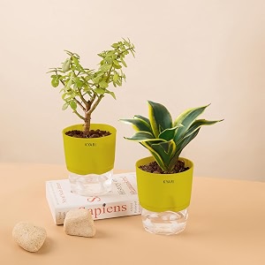 kyari sansevieria golden hahnii snake-jade combo of 2 indoor plants for living room  live plants  plants with green pot for home air purifier plants  plants for home decor  plants for garden