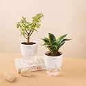 KYARI Sansevieria Golden Hahnii Snake-Jade Combo of 2 Indoor Plants for Living Room | Live Plants | Plants with White Pot for Home Air purifier plants | Plants for Home Decor | Plants for garden