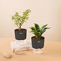 KYARI Sansevieria Golden Hahnii Snake-Jade Combo of 2 Indoor Plants for Living Room | Live Plants | Plants with Grey Pot for Home Air purifier plants | Plants for Home Decor | Plants for garden