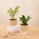KYARI Sansevieria Golden Hahnii Snake-Jade Combo of 2 Indoor Plants for Living Room | Live Plants | Plants with Cream Pot for Home Air purifier plants | Plants for Home Decor | Plants for garden