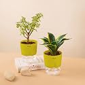 KYARI Sansevieria Golden Hahnii Snake-Jade Combo of 2 Indoor Plants for Living Room | Live Plants | Plants with Green Pot for Home Air purifier plants | Plants for Home Decor | Plants for garden