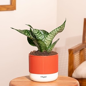 kyari sansevieria snake plant indoor live plant with red brick self watering pot 4 inch with pot for home bedroom office - air purifying live plant