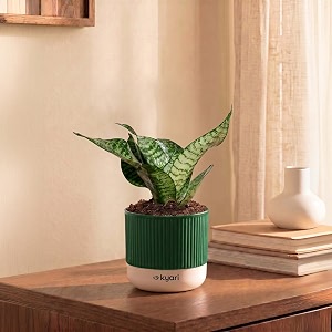 kyari sansevieria snake plant indoor live plant with green self watering pot 4 inch for home bedroom office - air purifying live plant