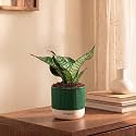 Kyari Sansevieria Snake Plant Indoor Live Plant with Green Self Watering Pot 4 Inch for Home, Bedroom, Office - Air Purifying Live Plant